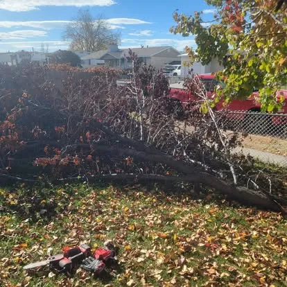 Fallen tree limb stretched along the fence line with chainsaw in the foreground, before cleanup